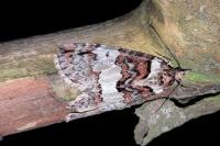 Hydriomena ruberata