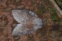 Stauropus fagi