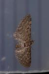 Eupithecia tantillaria