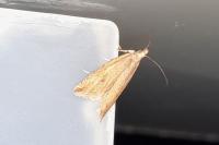 Bactra lancealana