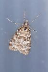 Eudonia truncicolella