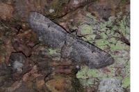 Eupithecia virgaureata
