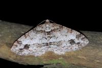 Paradarisa consonaria