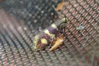Micropterix aureatella
