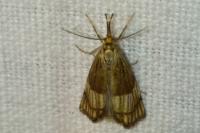 Chrysocrambus linetella