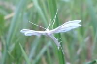 Pterophorus pentadactylus