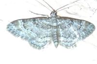 Gymnoscelis rufifasciata