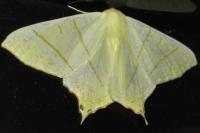 Ourapteryx sambucaria