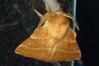 Malacosoma neustria