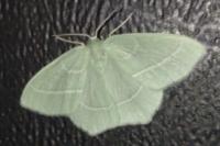 Hemistola chrysoprasaria