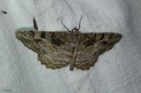 Alcis repandata