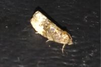 Hedya nubiferana