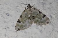 Colostygia pectinataria