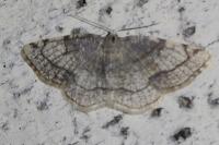 Stegania trimaculata
