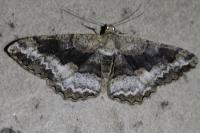 Alcis repandata