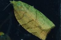 Pandemis corylana