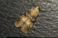 Euzophera pinguis