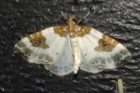 Plemyria rubiginata