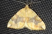Cidaria fulvata