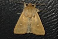 Mythimna albipuncta