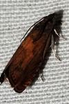 Dichrorampha vancouverana