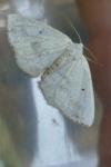 Lomographa temerata
