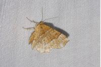 Cepphis advenaria