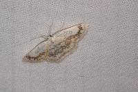 Cyclophora annularia