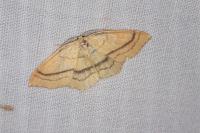 Cyclophora linearia