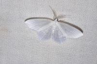 Jodis lactearia