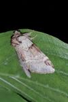 Drymonia obliterata