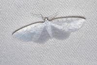 Asthena albulata
