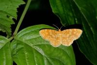 Hydrelia flammeolaria