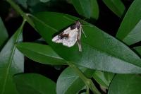 Ligdia adustata