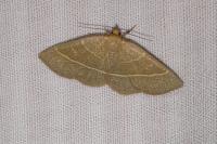 Trisateles emortualis