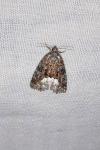 Deltote pygarga