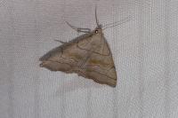 Herminia tarsicrinalis