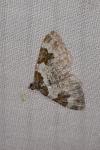 Xanthorhoe fluctuata