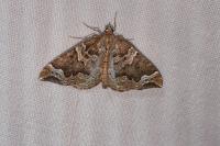 Eulithis prunata