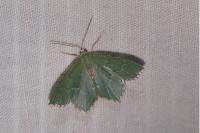 Hemithea aestivaria