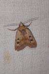 Diarsia mendica