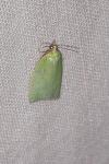 Tortrix viridana