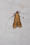 Metzneria lappella