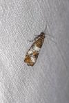 Notocelia trimaculana