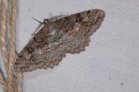 Alcis repandata