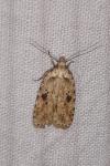 Agonopterix arenella