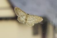 Idaea seriata