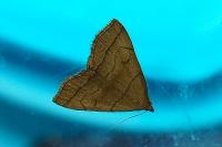 Herminia tarsicrinalis