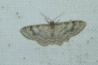 Hydrelia sylvata
