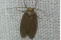 Achroia grisella
